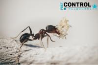 Ant Control Melbourne image 3